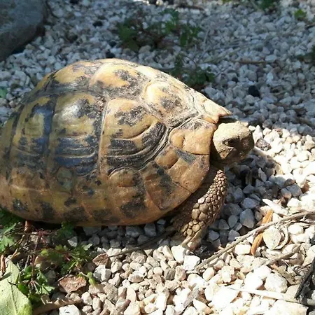 The Olive Grove House *