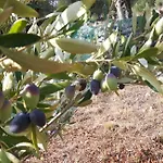 The Olive Grove House Feriehus
