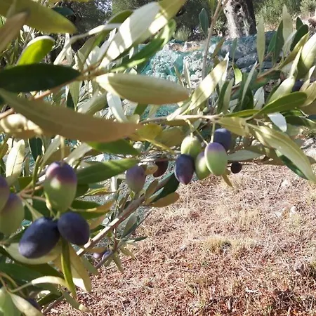 The Olive Grove House Holiday home