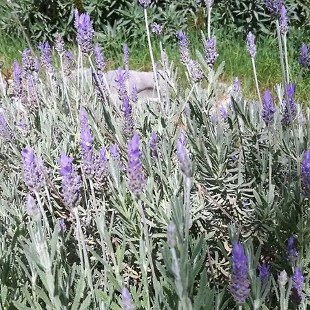 別荘 The Olive Grove House