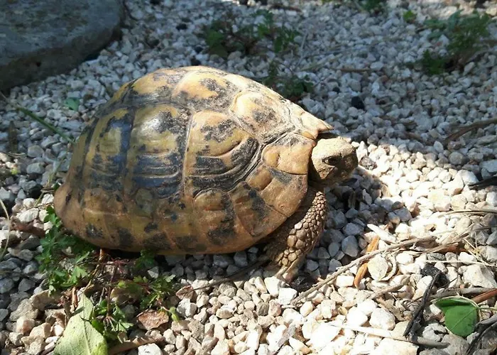 The Olive Grove House *