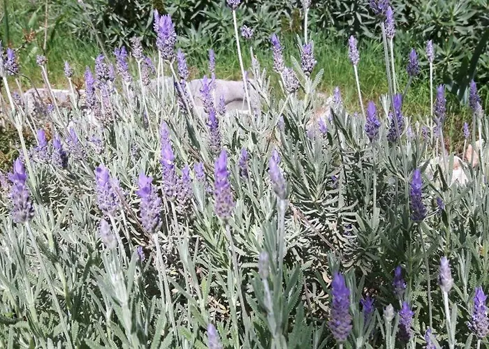 بيت للعطل The Olive Grove House